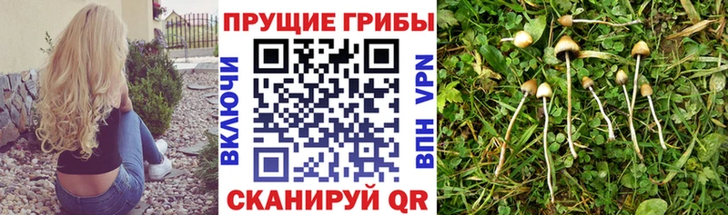 купить   Шуя  Псилоцибиновые грибы мухоморы 